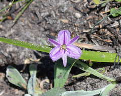 Thysanotus patersonii