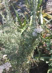 Ozothamnus secundiflorus