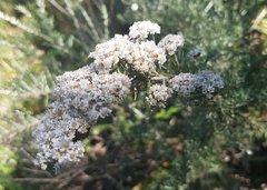 Ozothamnus secundiflorus