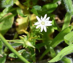 Stellaria angustifolia