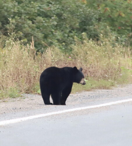 Black Bear sighting near Rocky Harbour