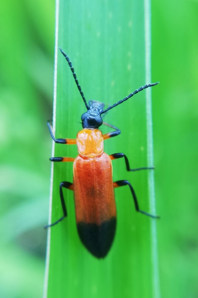Idgia melanocephala