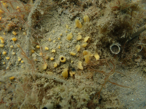 Penicillus observed 2026-09-26