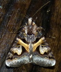 Drasteria grandirena