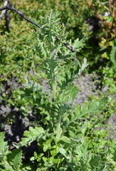 Senecio biserratus