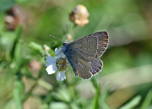 Mazarine Blue