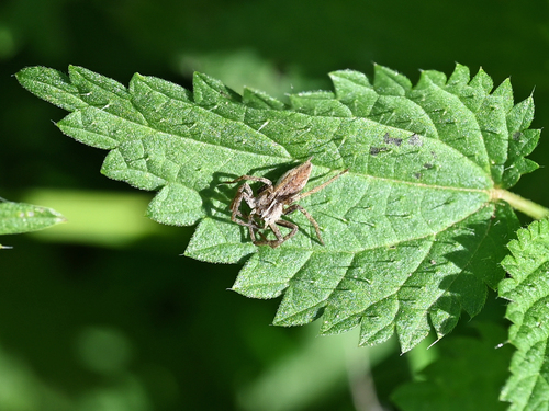 European Nursery Web spider