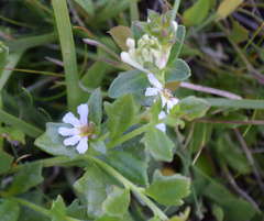 Scaevola albida