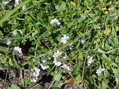 Scaevola albida
