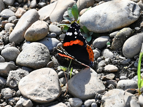 Red Admiral
