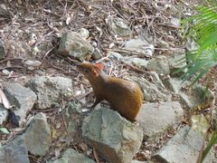 Dasyprocta ruatanica