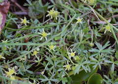 Ranunculus amphitrichus