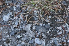 Trichopteryx carpinata