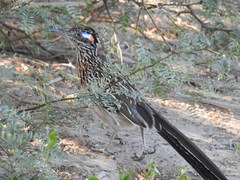 Geococcyx californianus