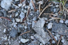 Trichopteryx carpinata