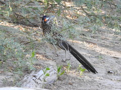 Geococcyx californianus