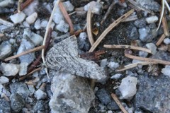 Trichopteryx carpinata