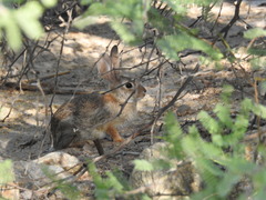 Sylvilagus audubonii