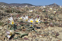 Tulipa biflora