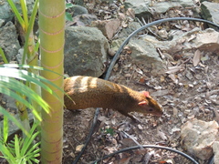 Dasyprocta ruatanica