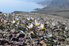 Tulipa biflora