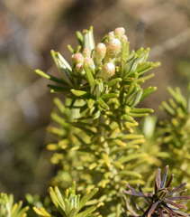Ozothamnus ferrugineus