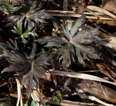 Aconitum fischeri