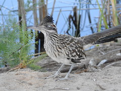 Geococcyx californianus