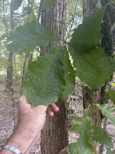 swamp chestnut oak