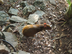 Dasyprocta ruatanica