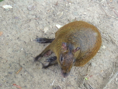 Dasyprocta ruatanica