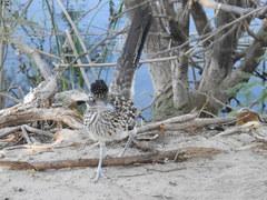 Geococcyx californianus