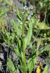 Myosotis australis
