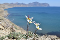 Tulipa biflora