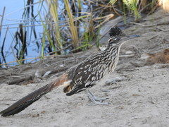 Geococcyx californianus