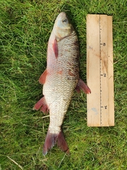 Leuciscus idus