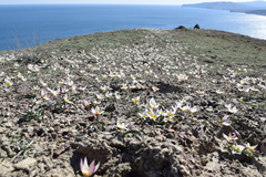 Tulipa biflora