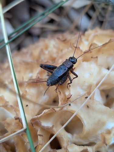 Wood Cricket