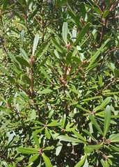 Tasmannia xerophila
