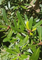 Tasmannia xerophila