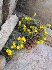 Calceolaria caleuana