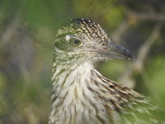 Geococcyx californianus