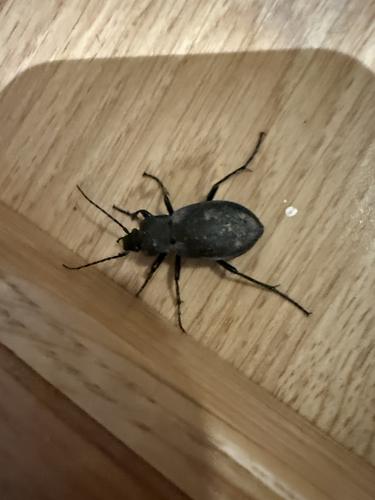 Carabus hortensis