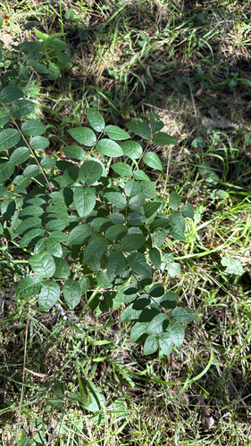 northern prickly ash