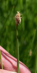 Eleocharis acuta