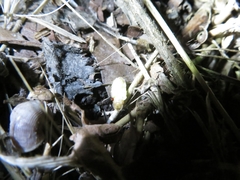 Lamprohiza splendidula