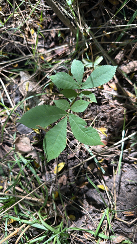 bitternut hickory