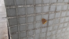 Euproctis quadrangularis