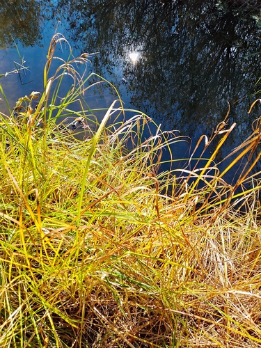 Carex aquatilis observed 2026-10-02