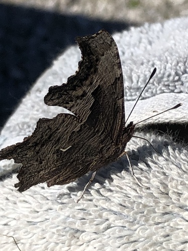 Gray Comma